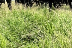 AAIMG_6810