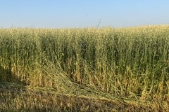 ATIMG_9135