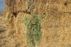 BIMG_2398